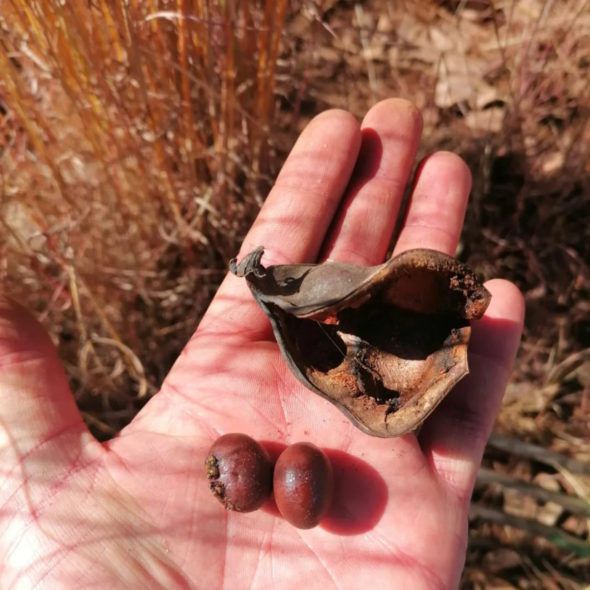 Morama Bean (Tylosema esculentum)