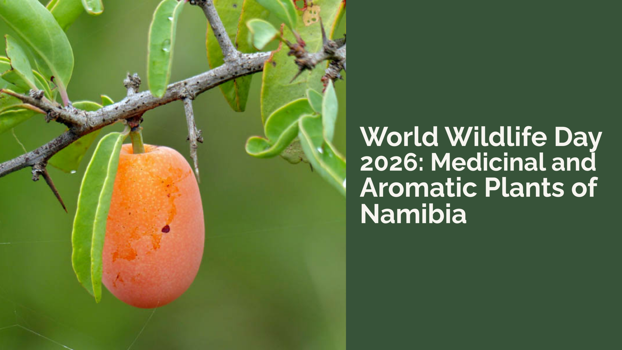 World Wildlife Day 2026: Medicinal and Aromatic Plants of Namibia