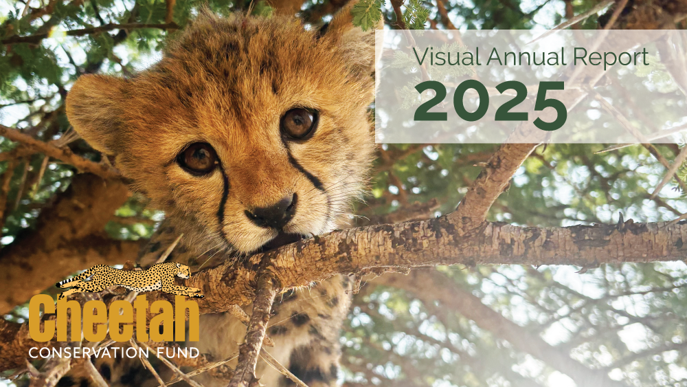 Visual Annual Report – 2025