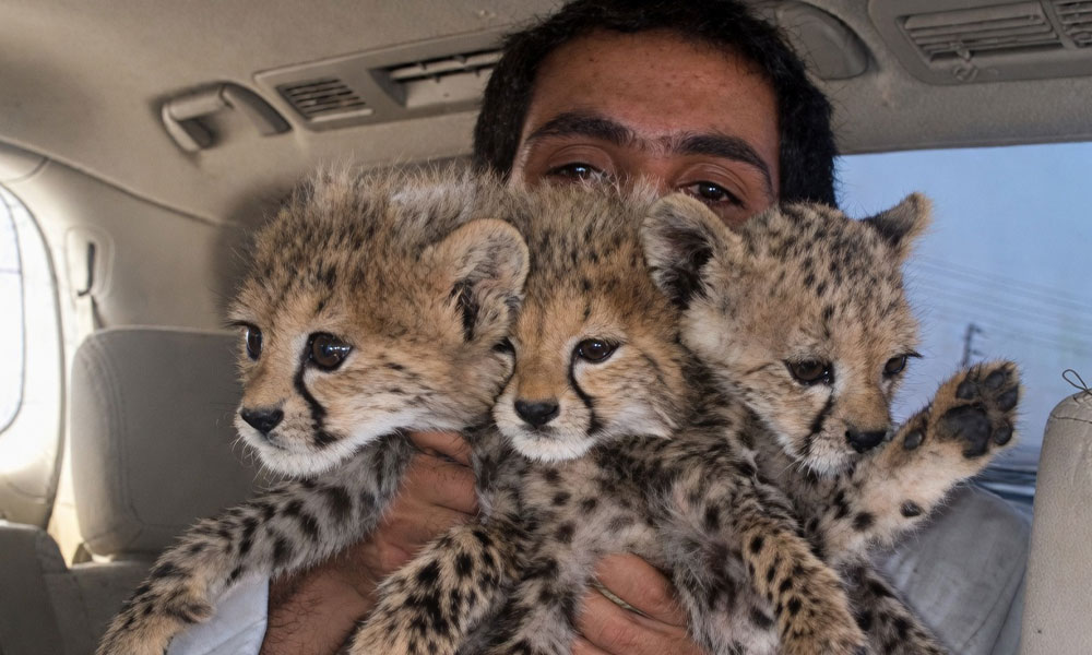 Cheetah cubs seized from a trafficker in the back of a vehicle, highlighting the illegal wildlife pet trade that threatens the species