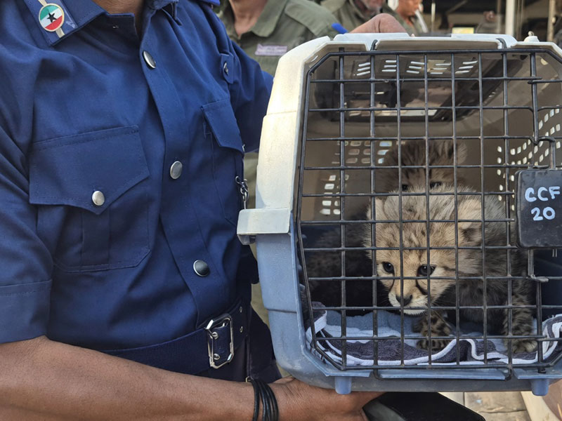 Cheetah cub rescued from trafficking during a government seizure in Somaliland — your donation supports CCF's rescue and care efforts