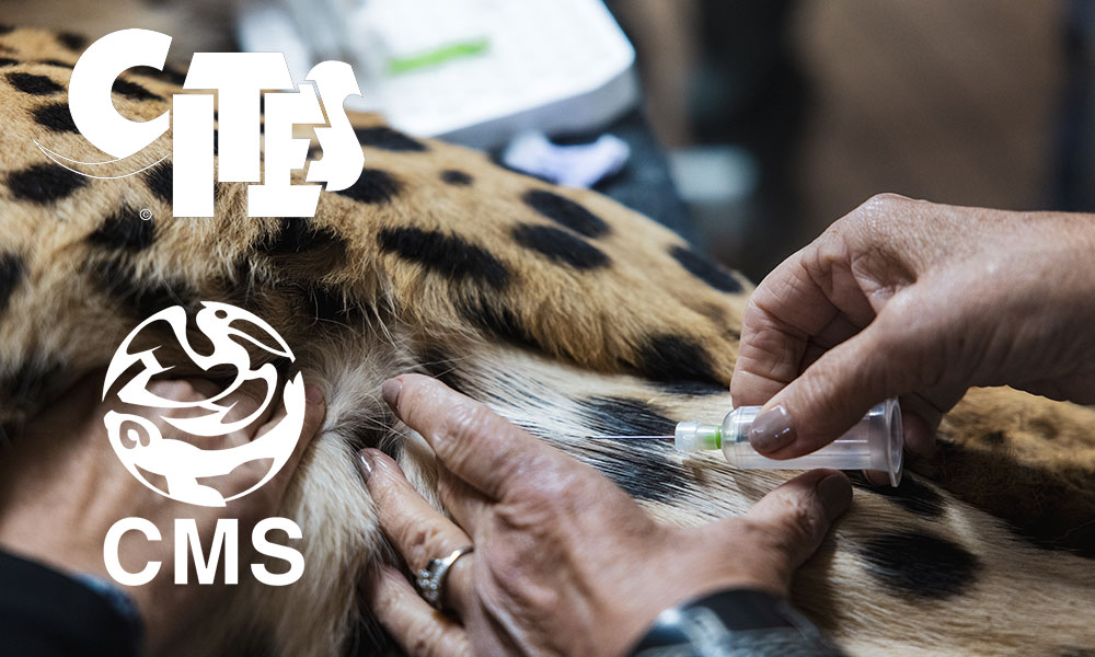 Veterinary blood draw from a cheetah's leg supporting CITES forensic research on cheetah trafficking