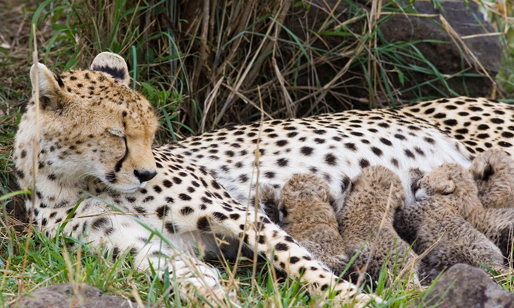Mother cheetah with cubs in the wild, photo by Suzi Eszterhas