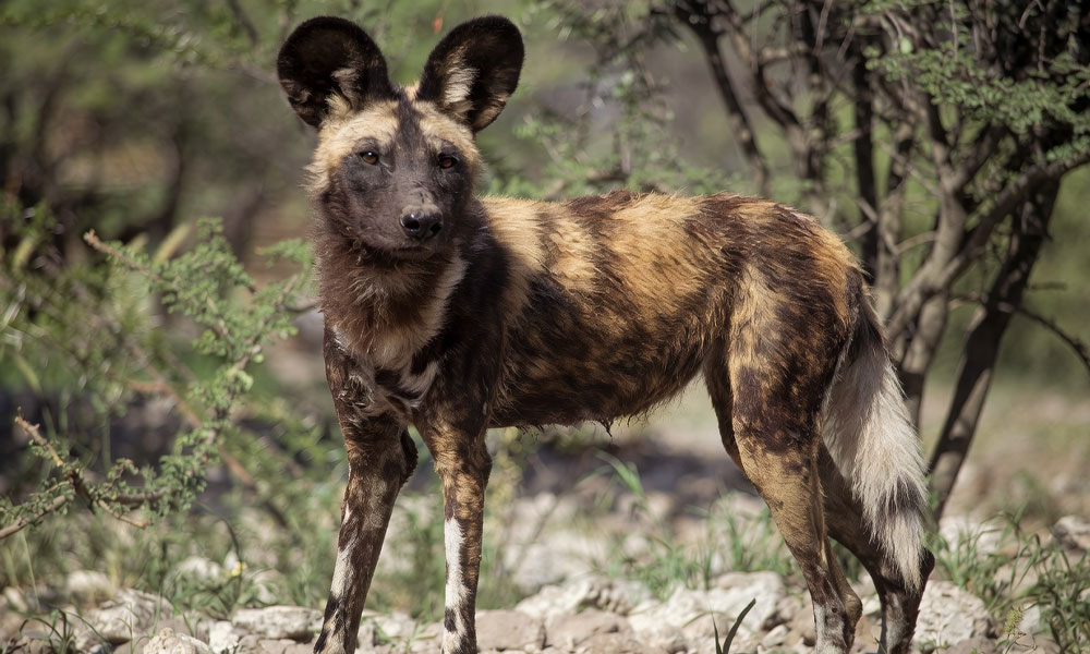 African wild dogs, a species protected alongside cheetahs under the African Carnivores Initiative