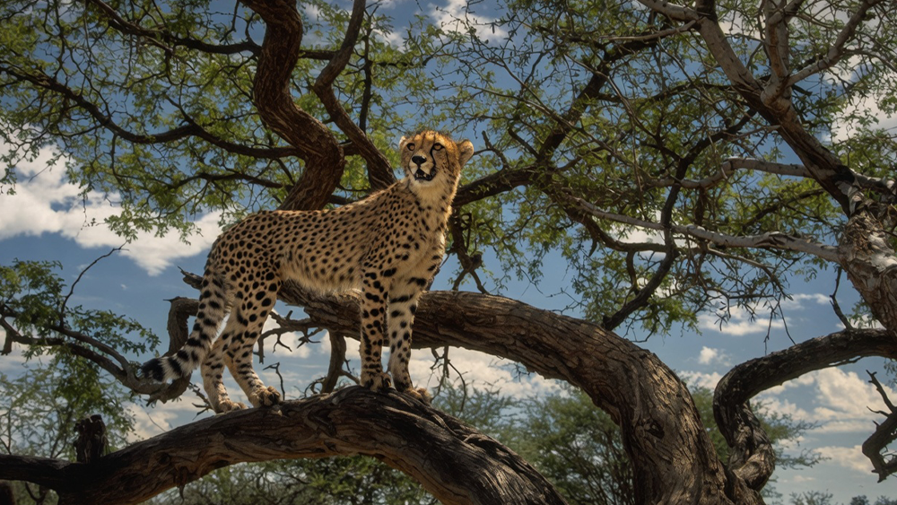 Double Your Donation for Wild Cheetahs – Donate Before August 31