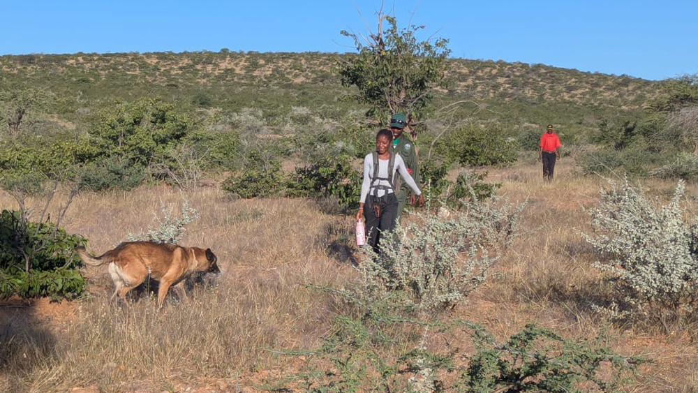 Exploring signs of Cheetahs across the Northwest of Namibia