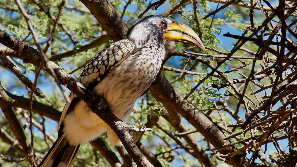 Cheetahs and Beyond: How Birding at CCF Deepened My Connection with Namibia’s Landscape