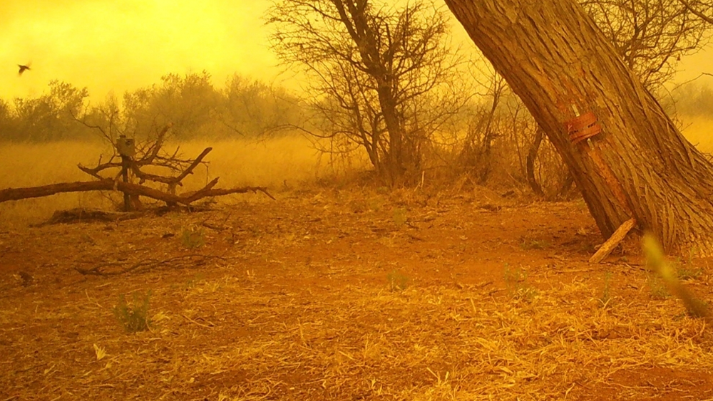 When the savanna burns, where do cheetahs go?