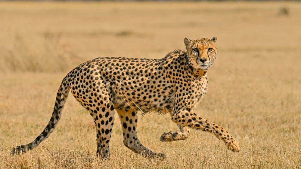 Tupuka’s Dynasty:  A Cheetah Story Written in the Wild and Decoded in the CCF Genetics Laboratory
