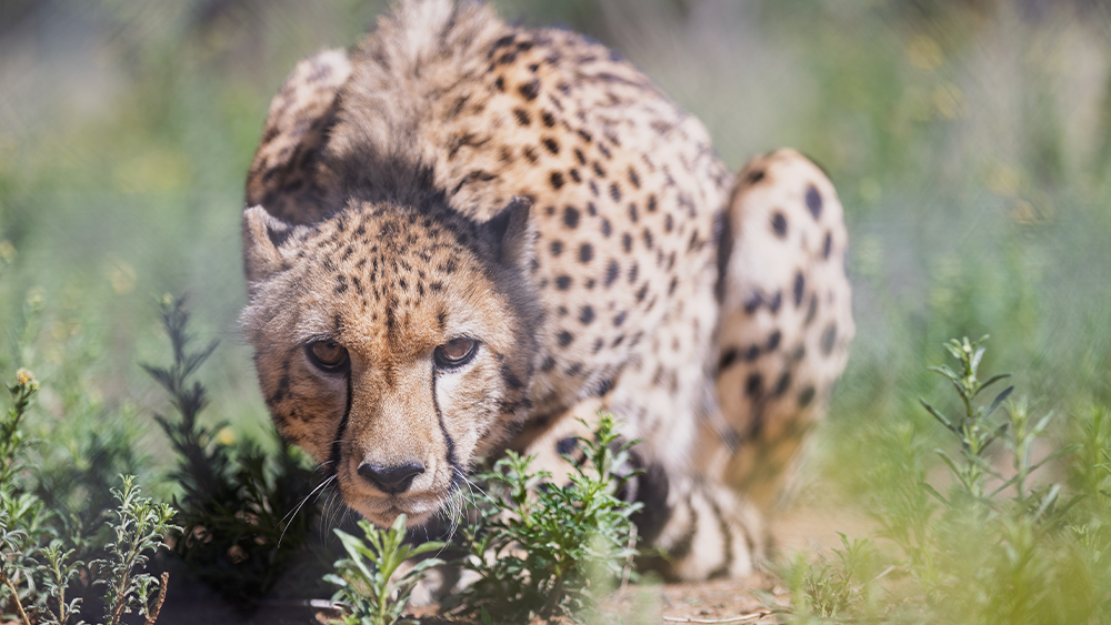 The Fall and Rise of the Cheetah