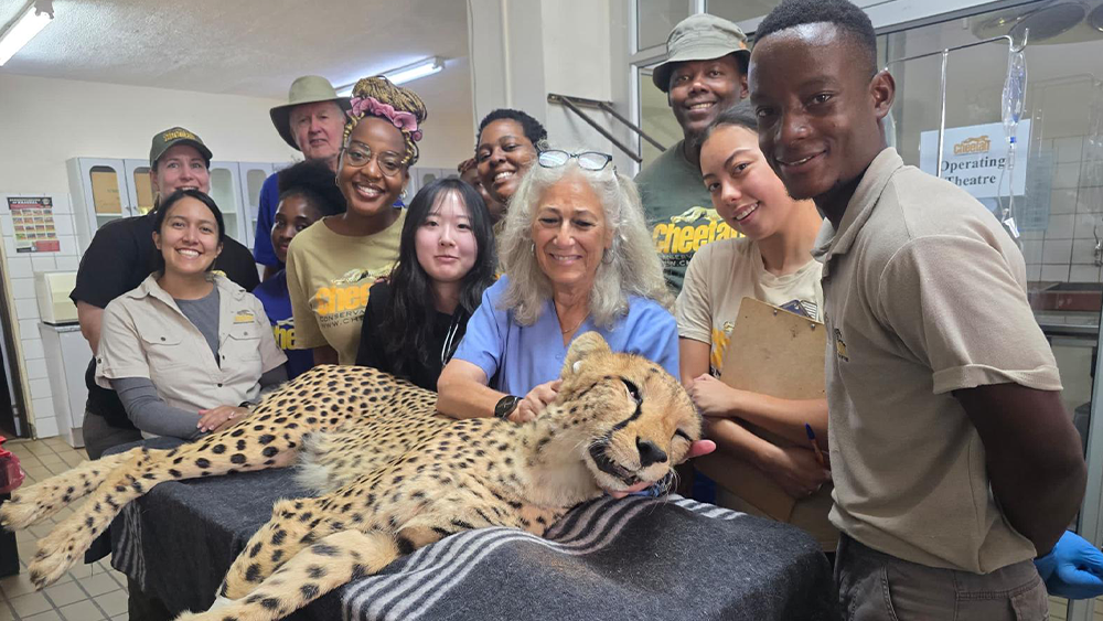 Five weeks inside the World of Cheetah Conservation